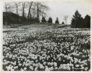 Image of a field of daffodils. Several trees without leaves and evergreens are visible, as is a small fence.