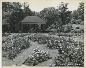 Image of a field of roses, with trees and a brick shelter in the background.