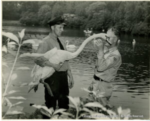 Image of a man in a uniform holding a swan, as another uniformed man reaches toward the swan's neck.
