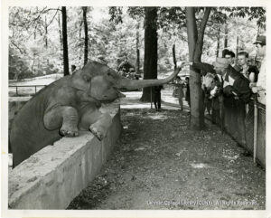 Image of a group of zoo visitors. One is feeding an elephant, whose trunk is outstretched.