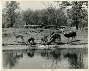 Image of reedbucks, rush bucks, and nyalas in front of a moat. Lions look out from a rock pile.